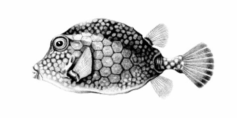 Smooth trunkfish or Lactophrys triqueter. Halftone style. Vintage vector illustration.