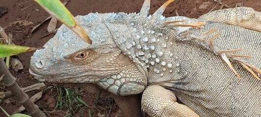 iguana in the zoo