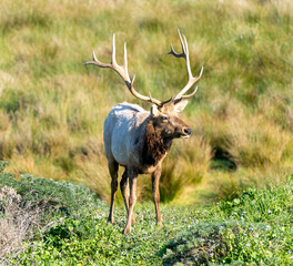 Tule Elk - Point Reyes National Park, CA
