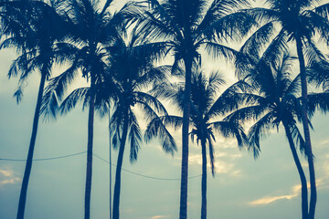 Silhouette of coconut trees with blue sky.