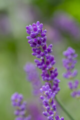 Close-up of buds of blue lavender
