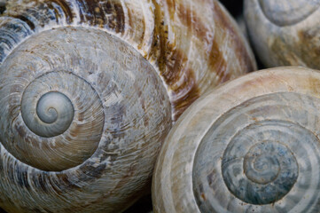 Snail shell - Spiral - golden ratio