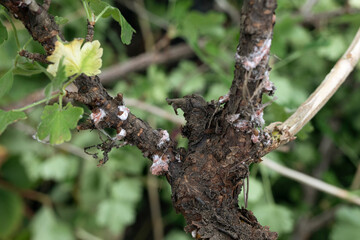 Diaspididae pest on branches and stems of shrubs, traces of infection sucking shell insect close-up