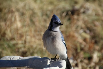 blue jay bird