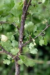 Macrophotography of Diaspididae insects sucking plant. Armored scale insect at infested plants.