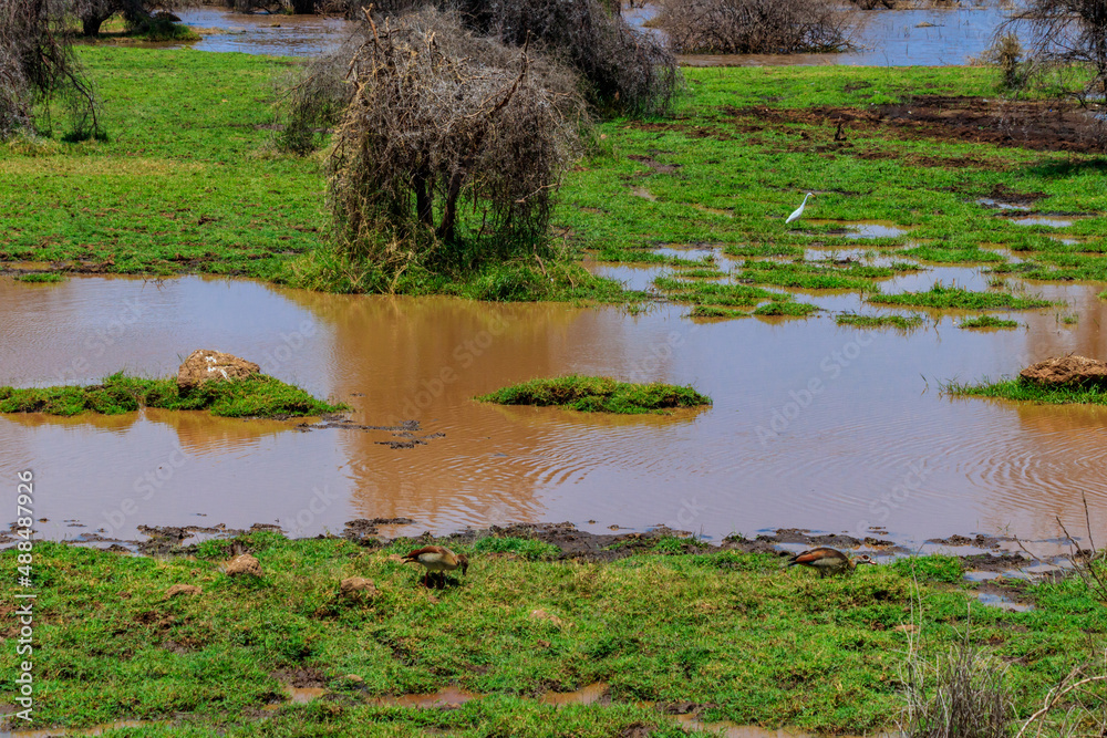 Poster Egyptian goose (Alopochen aegyptiaca) in Ngorongoro Crater National Park in Tanzania. Wildlife of Africa