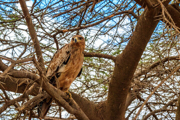 Tawny eagle (Aquila rapax) on a tree in Serengeti national park, Tanzania