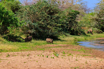 Fototapeta na wymiar Common warthogs (Phacochoerus africanus) in Ngorongoro Crater National Park in Tanzania. Wildlife of Africa