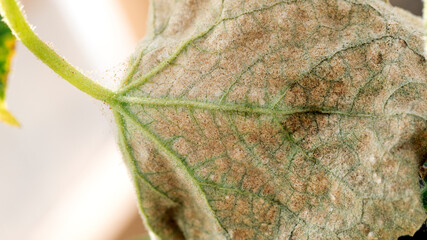 many spider mites and cobwebs on yellow infected leaves, selective photo. close-up macro photo of insects