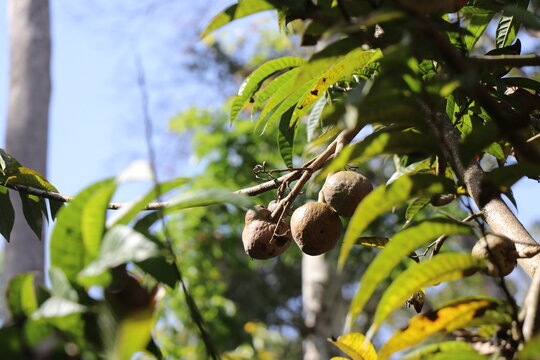 Rare medicinal fruit Ramphal or Ram Fal fruit growing in plant mostly found in India also known as Annona Reticulate or Soursop in English