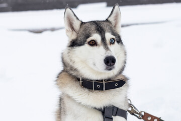 Portrait of a Husky dog with an external eye color feature heterochromia close-up. Winter walk.