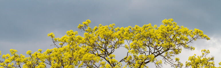tree blossoms in yellow against a gray sky