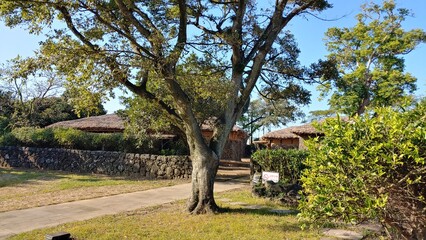 A beautiful tree standing in front of small thatched houses.