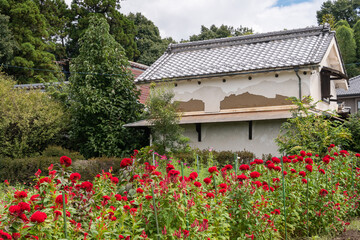 土蔵とケイトウ