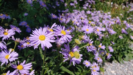 Obraz premium Beautiful purple flowers blooming in the field.