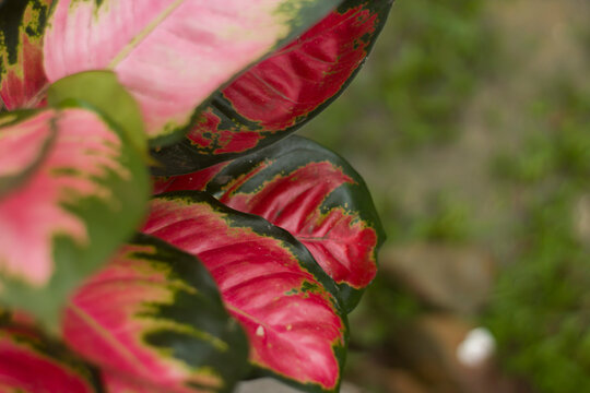 Close up Beauty of the Aglonema Suksom Jaipong with copy space for your text. Red Aglonema in blur background. aracea family. Selective Focus