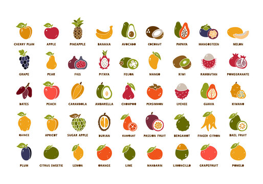 Garden and tropical fruits, big collection. Color silhouette icons set. Hand drawn vector contour of apple, pear, plum, grape, peach, lemon, banana, avocado, coconut, papaya, mango, kiwi