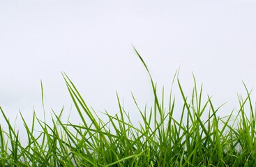green grass on white background