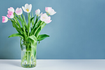 Pink tulips flowers in glass vase on blue background with copy space