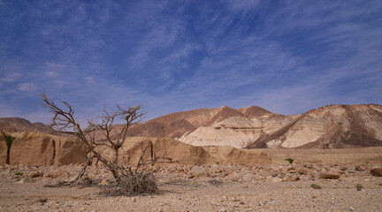 Panoramic view of a dry wide wadi in a remote region of Eilat mountains. Desert beauty in a sunny winter day. A dry tree on the foreground.