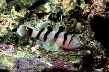 ハゼ　アクアリウム　イザヨイベンケイハゼ