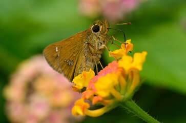 花の蜜を吸うチョウ　イチモンジセセリ