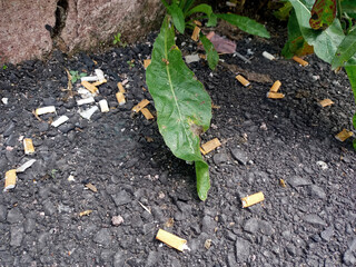 Garbage contamination of toxic cigarette butts thrown on the ground a problem and danger for the seas and nature
