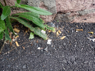 Garbage contamination of toxic cigarette butts thrown on the ground a problem and danger for the seas and nature
