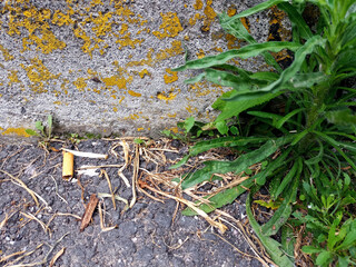 Garbage contamination of toxic cigarette butts thrown on the ground a problem and danger for the...