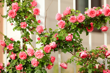 Fototapeta na wymiar In the summer, rose is blooming