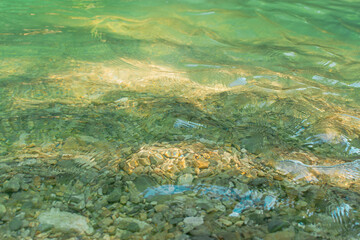 Fototapeta na wymiar River water bottom texture. Light green transparent mountain river in bright sunlight. Summer abstract natural background. Sun glare translucent bottom. The play of light. Summer concept. Clean water