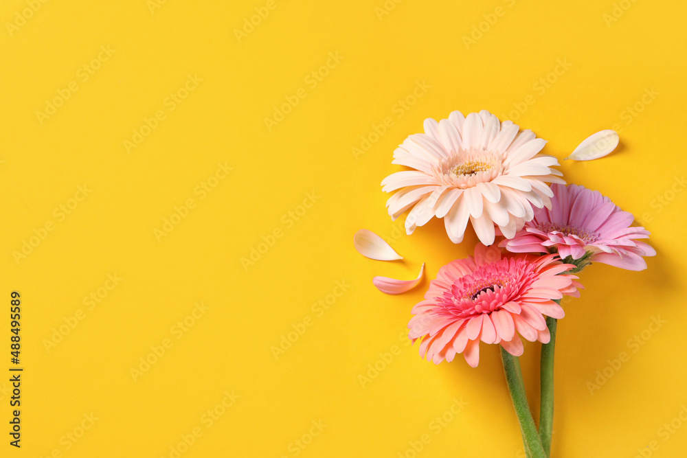 Wall mural beautiful gerbera flowers and petals on yellow background, flat lay. space for text