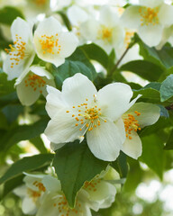 Blooming jasmine branches with white flowers. Selective focus.