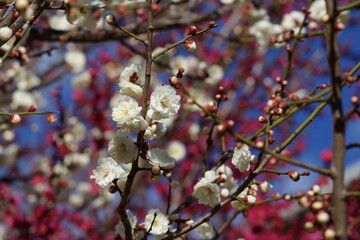 紅梅の花を背景に早春の白い梅の花が咲く
