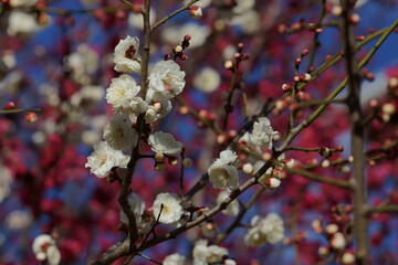 紅梅の花を背景に早春の白い梅の花が咲く
