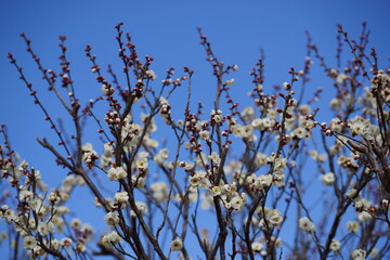 青空を背景に早春の白い梅の花が咲く
