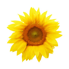 Fototapeta premium Yellow summer sunflower isolated on white background