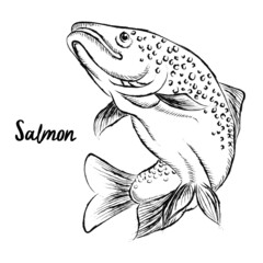 Naklejka premium Sketch of fish. Salmon, trout. Hand drawn illustration. Vector. Isolated