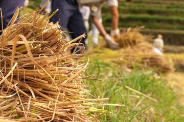 棚田の稲刈りの風景
