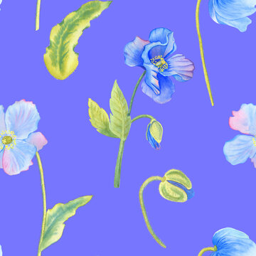 Blue poppies watercolor seamless pattern. Hand drawn illustration of Himalayan flowers and leaves on a very peri background. Floral ornament. For textile and wallpeper