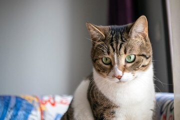 tabby domestic cats. in the home environment.