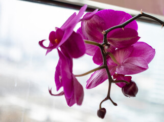 purple orchid flower