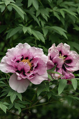 Pink tree peonies in the botanical garden 