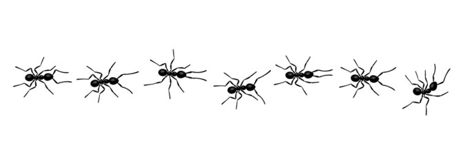Worker ants trail line flat style design vector illustration isolated on white background. Top view of ants bug road trail marching in the line row. Pest control or insect searching concept.