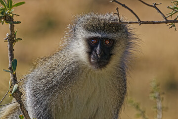 Adult Vervet Monkey looking at Camera