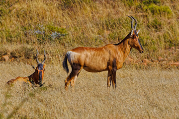 Two Red Hartebeests in grassland