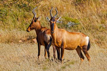 Two adult Red Hartebeest standing in grassland