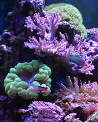 Reef tank, marine aquarium. Blue aquarium full of fishes and plants. Tank filled with water for keeping live underwater animals. Gorgonaria, Clavularia. Zoanthus. Zebra apogon. Zebrasoma. Percula.