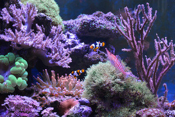 Reef tank, marine aquarium. Blue aquarium full of fishes and plants. Tank filled with water for...