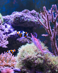 Fototapeta na wymiar Reef tank, marine aquarium. Blue aquarium full of fishes and plants. Tank filled with water for keeping live underwater animals. Gorgonaria, Clavularia. Zoanthus. Zebra apogon. Zebrasoma. Percula.